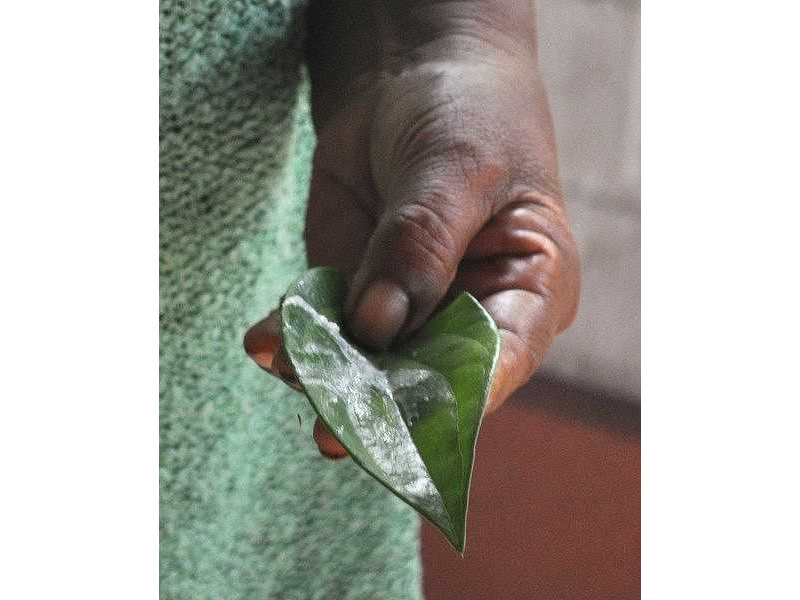 -sirih leaf with lime